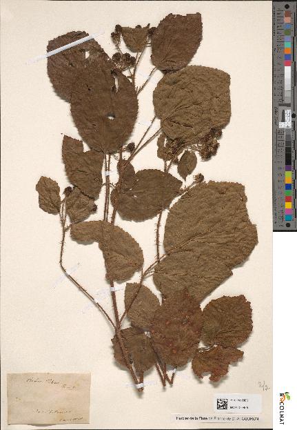 spécimen de Rubus koehleri