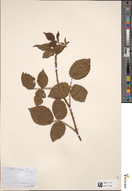 spécimen de Rubus koehleri