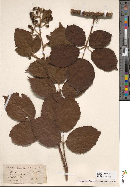 spécimen de Rubus koehleri