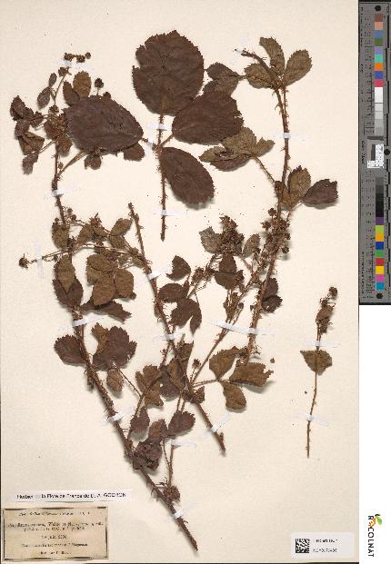 spécimen de Rubus affinis