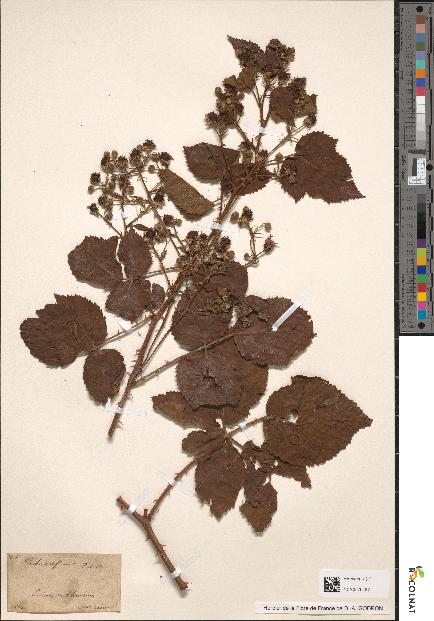 spécimen de Rubus affinis