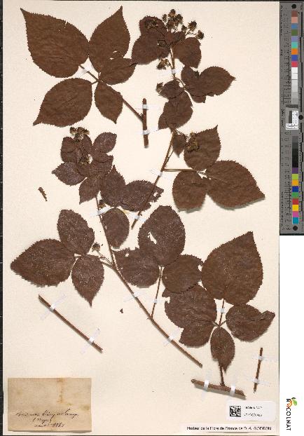 spécimen de Rubus affinis