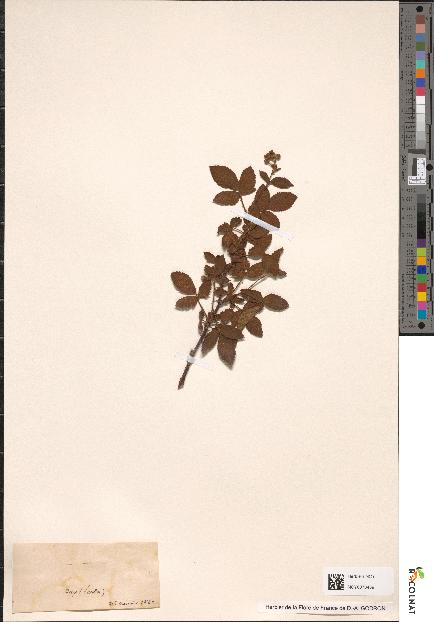 spécimen de Rubus affinis