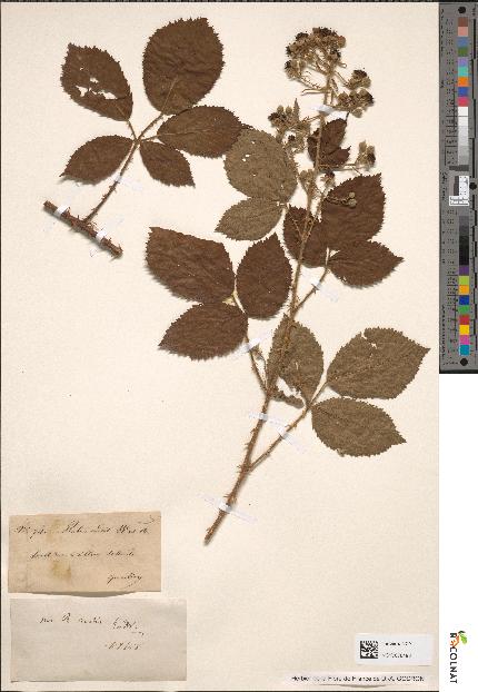 spécimen de Rubus rudis
