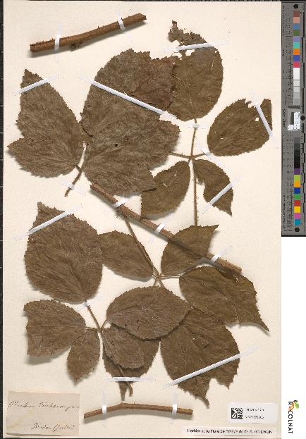 spécimen de Rubus trichocarpus
