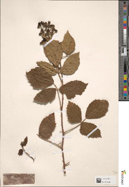 spécimen de Rubus micans