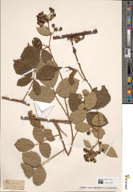 spécimen de Rubus discolor