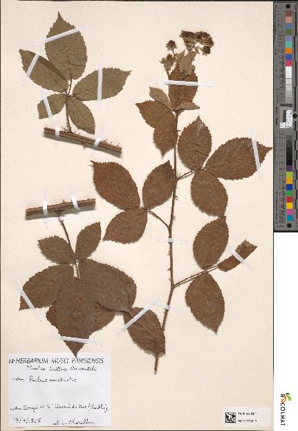 spécimen de Rubus constrictus