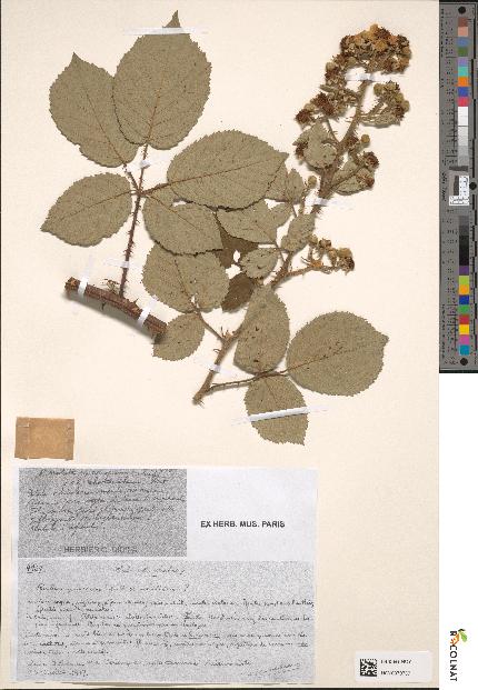 spécimen de Rubus vestitus