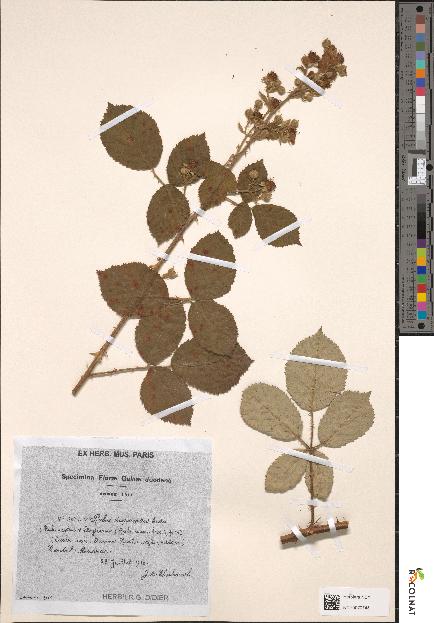 spécimen de Rubus × disparatus