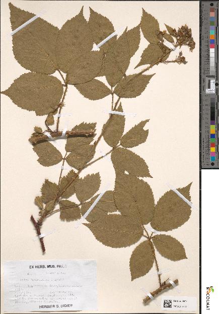 spécimen de Rubus braeuckeri