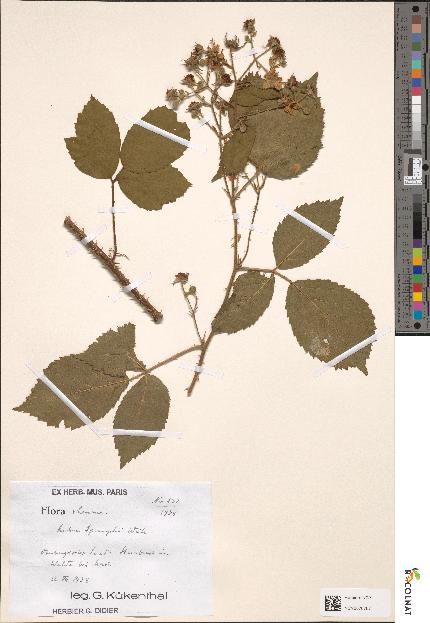 spécimen de Rubus sprengelii