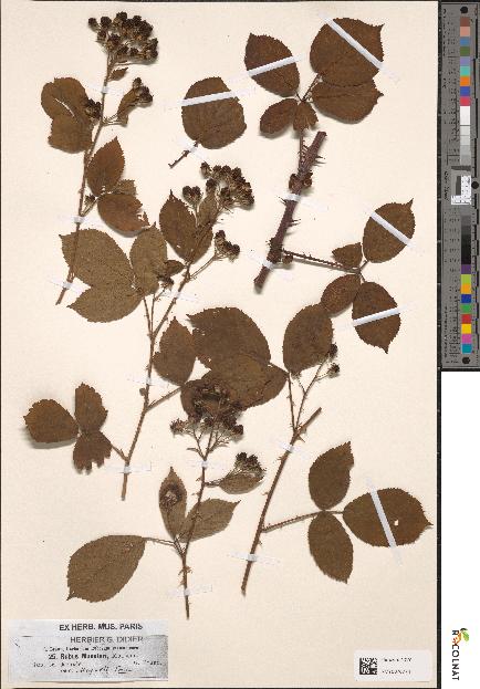 spécimen de Rubus muenteri