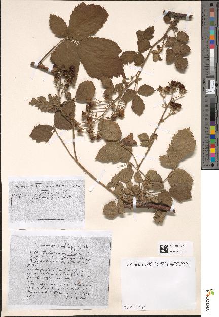 spécimen de Rubus corylifolius