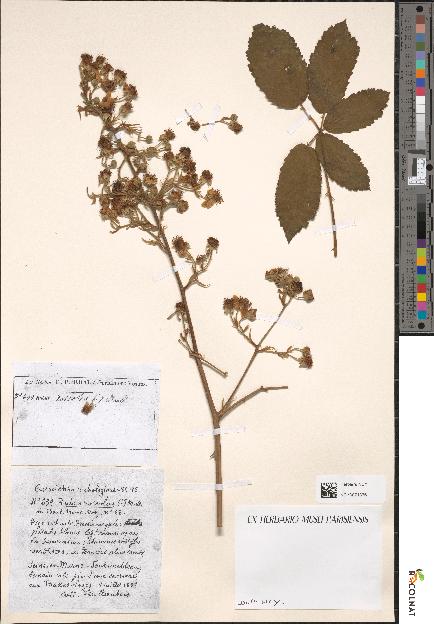 spécimen de Rubus roseolus