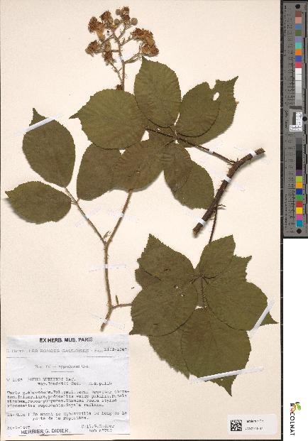 spécimen de Rubus muelleri