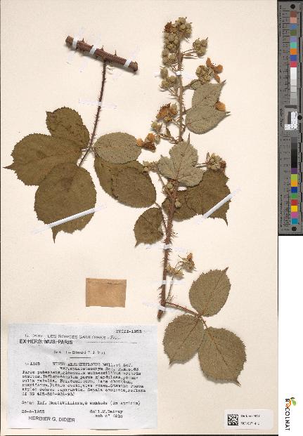 spécimen de Rubus alterniflorus