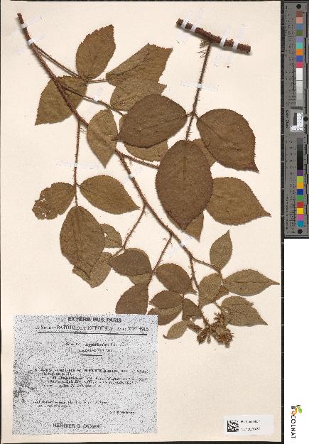 spécimen de Rubus rivularis