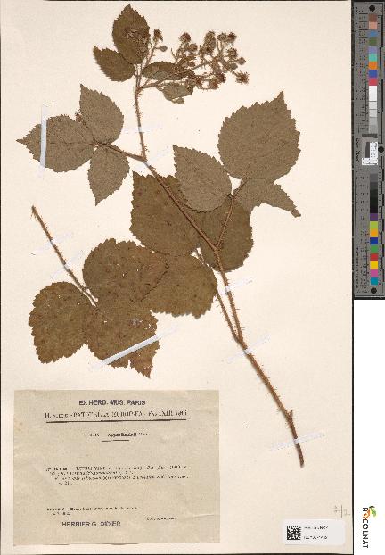 spécimen de Rubus × vietus