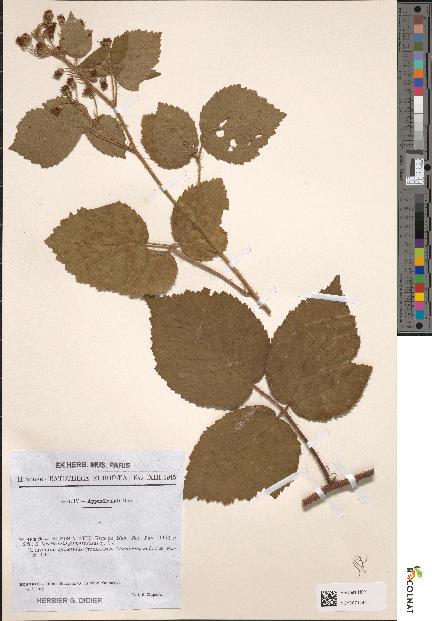 spécimen de Rubus × vietus
