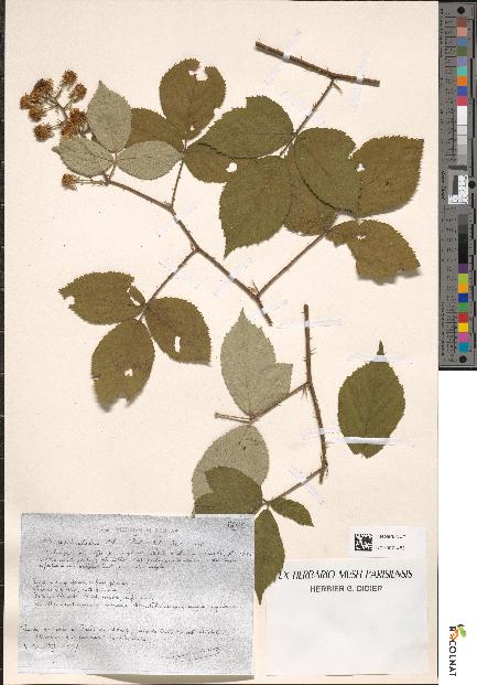 spécimen de Rubus apiculatus