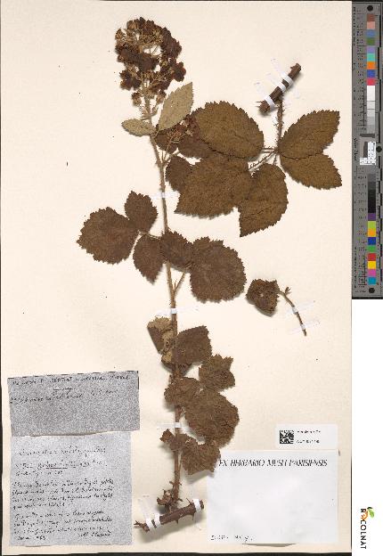 spécimen de Rubus linkianus