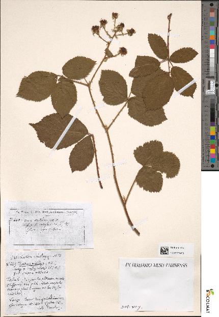 spécimen de Rubus nitidus