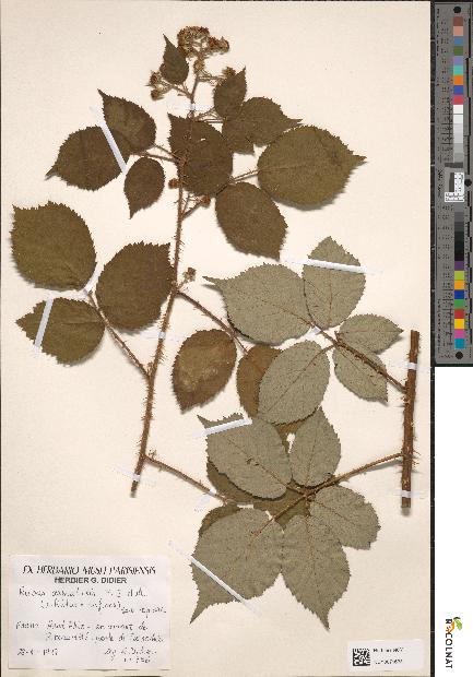 spécimen de Rubus × aspratilis