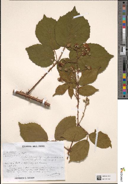 spécimen de Rubus lejeunei