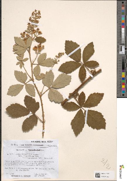 spécimen de Rubus tomentosus