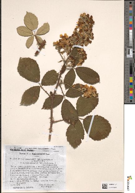 spécimen de Rubus tomentosus