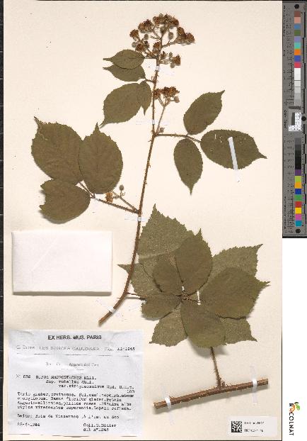 spécimen de Rubus macrostachys
