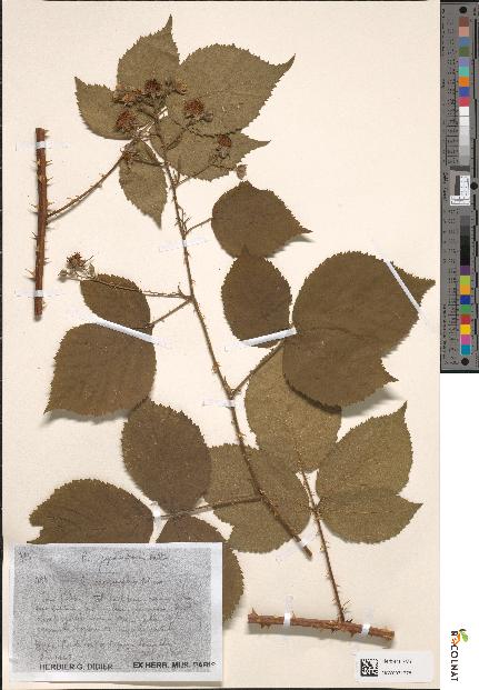 spécimen de Rubus pyramidalis