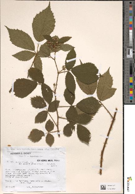 spécimen de Rubus menkei