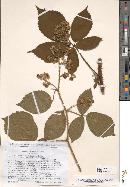 spécimen de Rubus pyramidalis