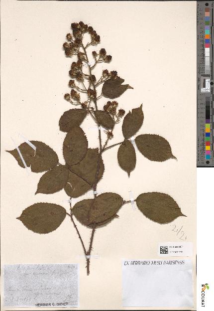 spécimen de Rubus apiculatus
