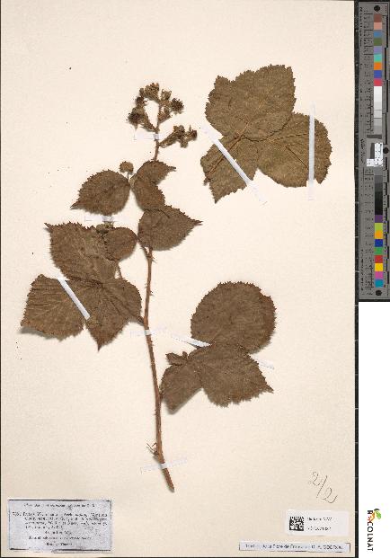 spécimen de Rubus wahlbergii