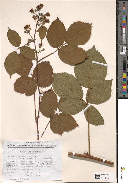spécimen de Rubus mucronifer
