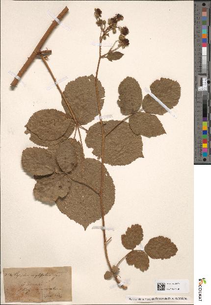 spécimen de Rubus corylifolius