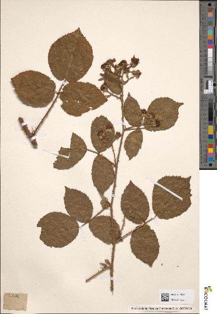 spécimen de Rubus hirtus