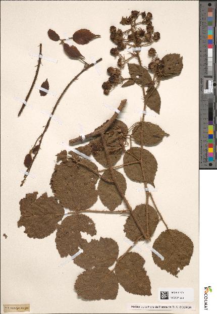 spécimen de Rubus vestitus