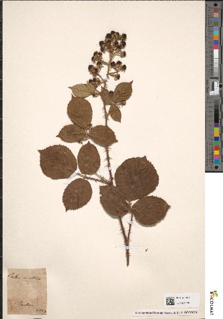 spécimen de Rubus vestitus