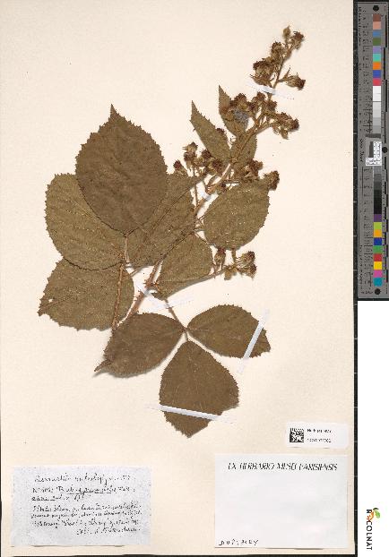 spécimen de Rubus pyramidalis