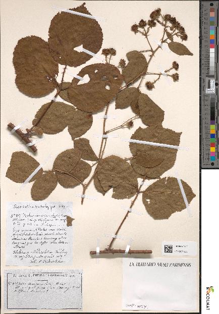 spécimen de Rubus mucronulatus