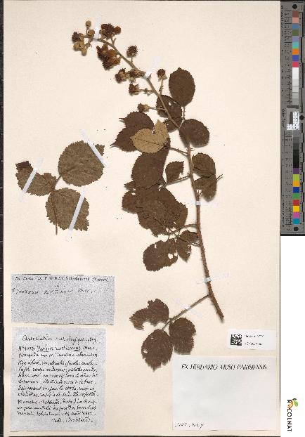 spécimen de Rubus rusticanus