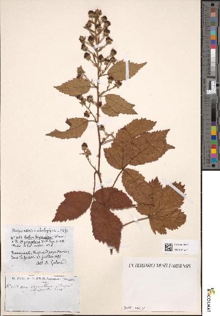spécimen de Rubus thyrsoideus