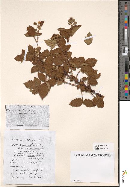 spécimen de Rubus nitidus