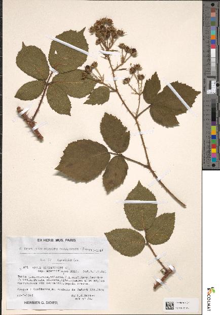 spécimen de Rubus schleicheri