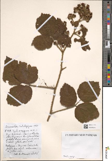 spécimen de Rubus serpens