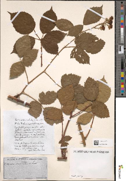 spécimen de Rubus macrostemon